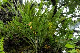 Image result for Asplenium theciferum
