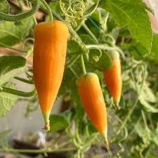 Image result for Kedrostis leloja