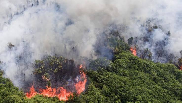 Kebakaran hutan dan lahan di Sumatera Selatan, AI generated