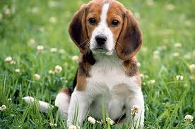 Image result for Harrier dog