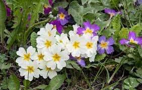 Purple and white flowers names. 45 Types Of White Flowers With Pictures Flower Glossary