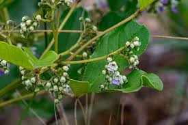 Image result for Vitex madiensis