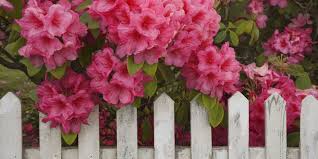 8 Deadly Plants You Might Have At Home Flowers Plants Deadly Plants