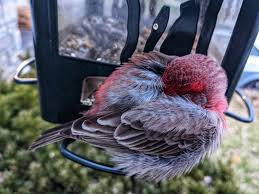🔥 This House Finch that fell asleep on my bird feeder 🔥 :  rNatureIsFuckingLit