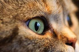Red, swollen and oozy eyelids mean your cat requires emergency vet help. Ask A Vet How Do Cats Third Eyelids Work Catster Katzen