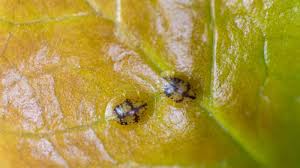 Image result for Euonymus Scale