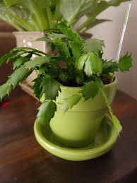 Christmas cactus thanksgiving cactus 4 inch | unique collection of live cactus plants, hand selected, rare varieties for gift or home décor. Thanksgiving Holiday Cactus Plant Tips For Growing Thanksgiving Cactus Dummer Garden Manage Gfinger Is The Best Garden Manage App