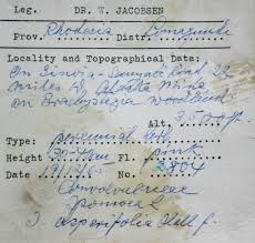 Image result for Ipomoea fulvicaulis