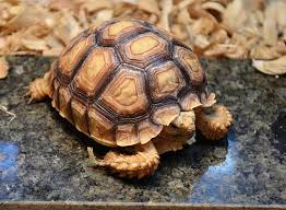 Sulcata Tortoise Care Tortoise Care Sulcata Tortoise Tortoise