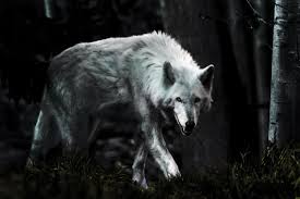 White wolves are very functional wallpapers, you can use them even when you don't have internet, which means you can set your own wallpapers with white wolves at any time. White Wolf Wallpaper Mobile