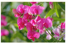 These beautiful plants can reach 6 feet tall. 26 Types Of Pink Flowers Tips Pictures Proflowers Blog