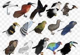 Hapus semua garis pensil yang tidak diperlukan lagi. Aves Pengertian Ciri Jenis Karakteristik Sistem Organ