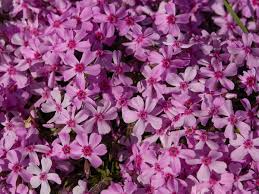 Phlox include a large group of mostly perennial plants widely used in gardens. Woodland Phlox Plant Care Growing Guide
