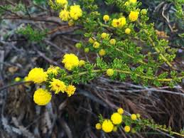 Image result for Acacia lasiopetala