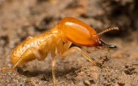 4 termite control methods explained. Termite Control Phoenix Az
