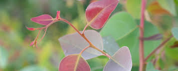 Image result for Eucalyptus