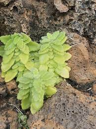 Image result for Aeollanthus