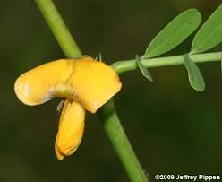 Image result for Sesbania tetraptera