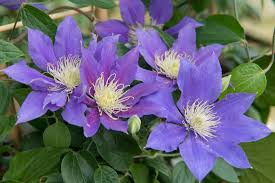 They are one of the most professional and efficient flower delivery services around. Garden Plant Of The Month For April Clematis Flower Council