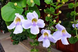 Image result for Thunbergia annua