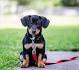 18 Best Mixed-Breed Dogs - Cutest Breed Dog Mixes