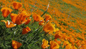 .the majestic california coastline in orange county, but those who do in the spring will be rewarded with the sight of beautiful sunflower fields that the famous urban jungle of new york city may not be the most obvious place to find a field of flowers, but that's just what you'll find on many small parks. World S Most Romantic Flower Fields