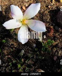 Image result for Hibiscus pusillus