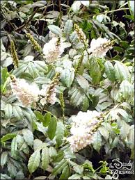 Image result for Craibia zimmermannii