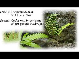 Image result for Cyclosorus interruptus