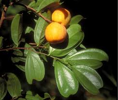 Image result for Anisophyllea