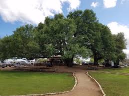 We guarantee the highest quality workmanship in tree services you won't get anywhere else. Amazing Tree Picture Of Albert Ice House Stonewall Tripadvisor