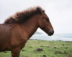 Whether for half an hour or half a day, you shouldn't miss the opportunity to ride one. Charlotte Dumas Photographs Japan S Wild Horses Financial Times