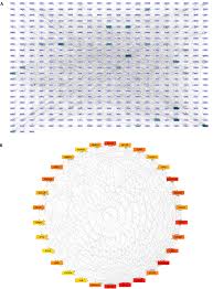 Image result for Solanecio mannii