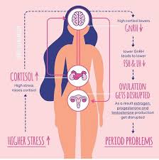 How Does Stress Affect Your Menstrual Cycle And Your Fertility Expert Nicolemjardim Breaks It Down Here On Goi Menstrual Cycle Menstrual Health Menstrual