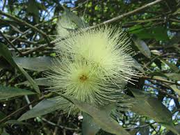 Image result for Syzygium jambos