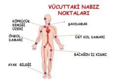Haber güncelleme tarihi 09.04.2019 15:31. Periferik Nabiz Nedir Nasil Olculur Ozellikleri Ve Belirtileri