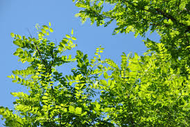 Image result for Robinia