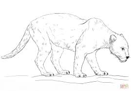 The cougar, also known as puma, mountain lion, mountain cat, catamount or panther, depending on the region, is a mammal of the family felidae, native to the americas. Cougar Coloring Page Free Coloring Library