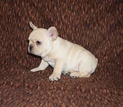 The hollywood hills french bulldog meetup group. Cream French Bulldog Los Angeles Ca For Sale Pet Loan Available Here French Bulldog In Los Angeles