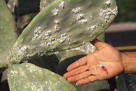 This cactus can be grown as a shrub, and may look atractive as it, and the spines won�t do much harm since they are tiny and soft. Cochineal Scale Insects Not Likely To Do Major Damage Tucson Com