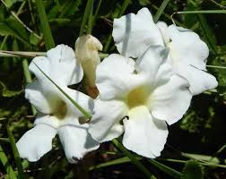 Image result for Harveya