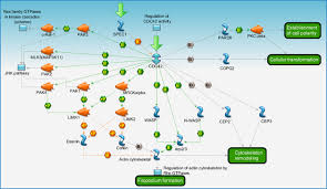 Cdc42bpa (cdc42 binding protein kinase alpha). Cytoskeleton Remodeling Cdc42 In Cellular Processes Pathway Map Primepcr Life Science Bio Rad