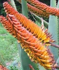 Image result for Aptosimum marlothii