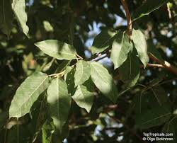 Image result for Ficus ingens