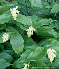 Image result for Secamone racemosa