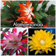 Bunga wijaya kusuma dikenal sebagai sang ratu malam. Paket 3 Bibit Bunga Wijaya Kusuma Keris Kuning Kepiting Shopee Indonesia