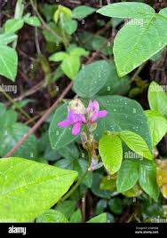 Image result for Desmodium intortum
