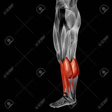The biceps femoris is a muscle of the posterior thigh composed of a long head and a short. Conceptual 3d Human Back Lower Leg Muscle Anatomy Isolated On Black Background Stock Photo Picture And Royalty Free Image Image 88136713