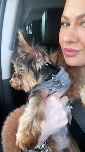 Yorkie's allergic reaction to fleas and recovery with proper treatment