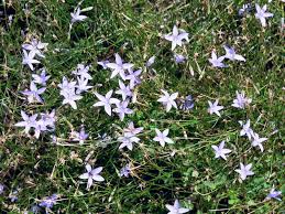 Great for cottage themed gardens and mass plantings. Tufted Bluebell Exploroz Wildflowers